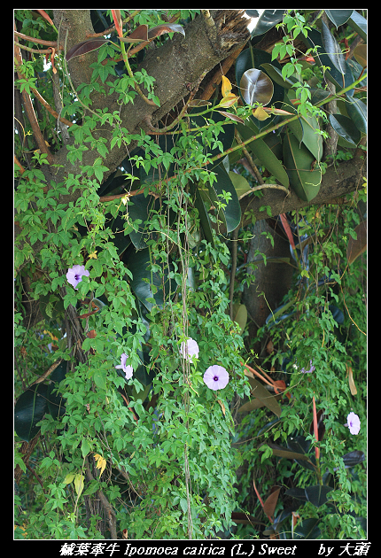 槭葉牽牛 Ipomoea cairica (L.) Sweet