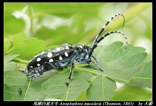 馬庫白星天牛 Anoplophora macularia (Thomson, 1865) 