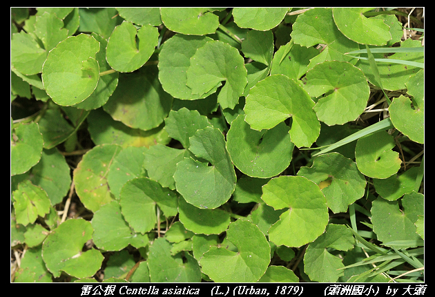 雷公根 Centella asiatica   (L.) (Urban, 1879) 