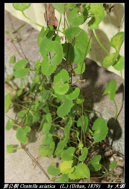 雷公根 Centella asiatica   (L.) (Urban, 1879) 