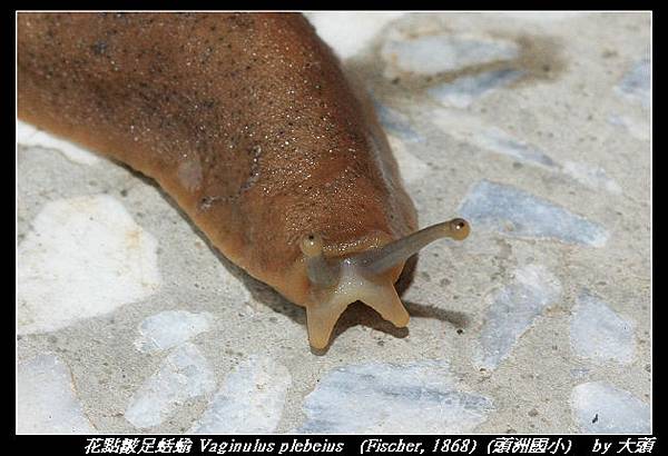 花點皺足蛞蝓 Vaginulus plebeius   (Fischer, 1868) 