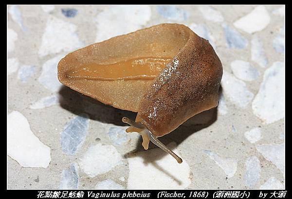 花點皺足蛞蝓 Vaginulus plebeius   (Fischer, 1868) 