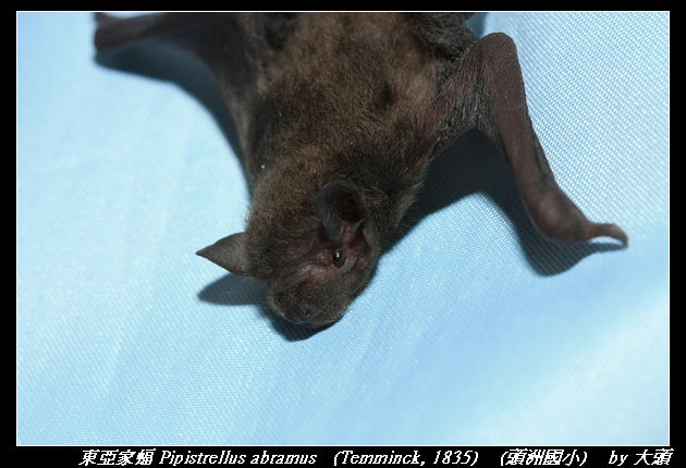 東亞家蝠 Pipistrellus abramus   (Temminck, 1835) 