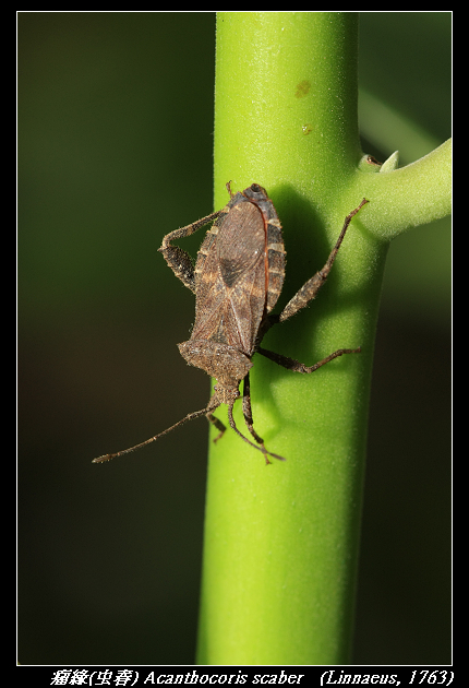 瘤緣蝽 Acanthocoris scaber (Linnaeus, 1763) 