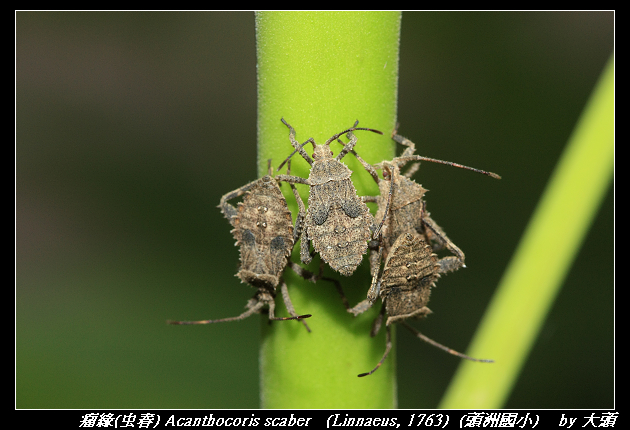 瘤緣蝽 Acanthocoris scaber   (Linnaeus, 1763) 