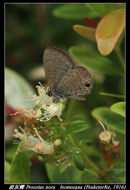 波灰蝶 Prosotas nora   formosana (Fruhstorfer, 1916)