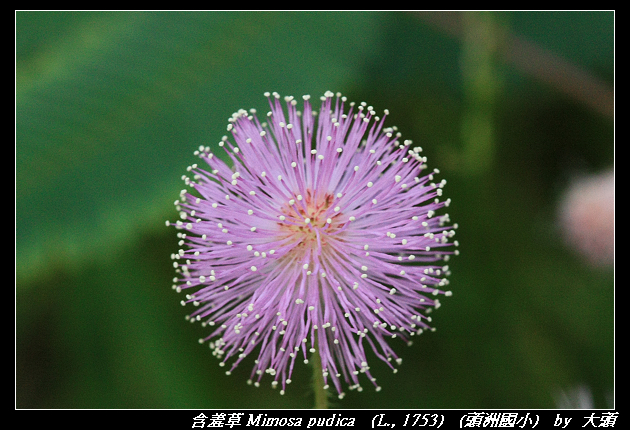 含羞草 Mimosa pudica   (L., 1753) 