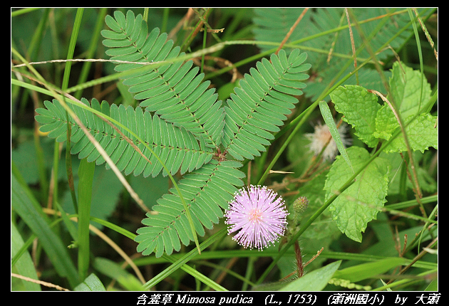 含羞草 Mimosa pudica   (L., 1753) 