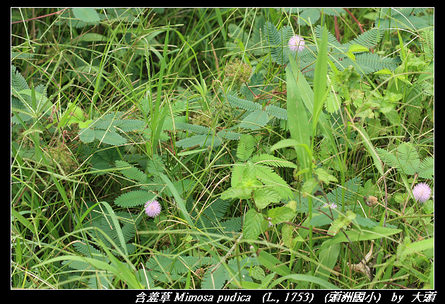 含羞草 Mimosa pudica   (L., 1753) 