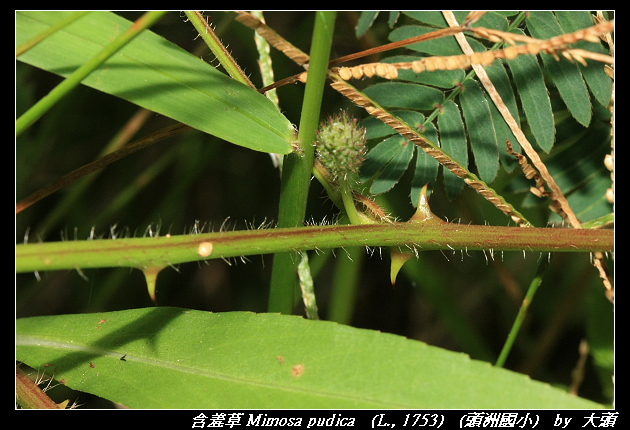 含羞草 Mimosa pudica   (L., 1753) 