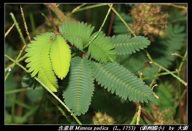 含羞草 Mimosa pudica   (L., 1753) 