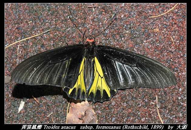 黃裳鳳蝶 Troides aeacus subsp. formosanus (Rothschild, 1899)