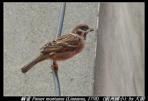 麻雀 Passer montanus (Linnaeus, 1758)