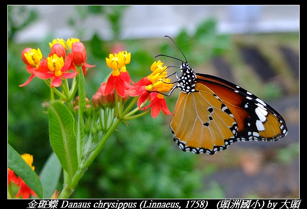 金斑蝶 Danaus chrysippus (Linnaeus, 1758)