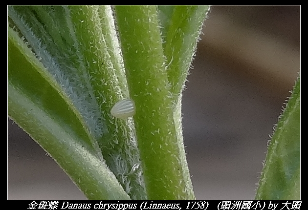 金斑蝶 Danaus chrysippus (Linnaeus, 1758)