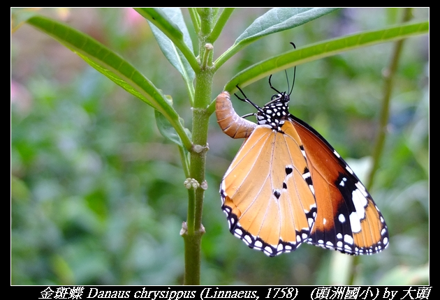 金斑蝶 Danaus chrysippus (Linnaeus, 1758)