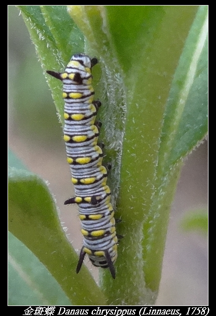 金斑蝶 Danaus chrysippus (Linnaeus, 1758)