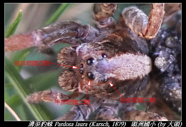 溝渠豹蛛 Pardosa laura (Karsch, 1879) 