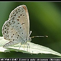 藍灰蝶(沖繩小灰蝶)Zizeeria maha okinawana (Matsumura)