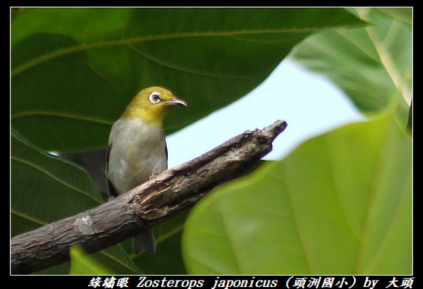 綠繡眼 Zosterops japonicus