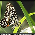 花鳳蝶(無尾鳳蝶) Papilio demoleus Linnaeus, 1758