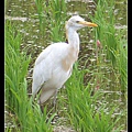 黃頭鷺 Bubulcus ibis