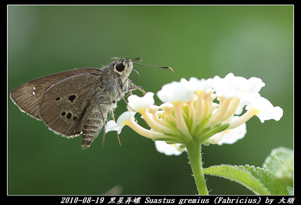 黑星弄蝶 Suastus gremius (Fabricius)