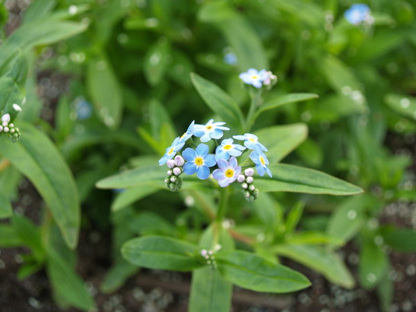 Forget-me-not 阿拉斯加州花