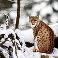 110227-Lynx.jpg