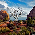 110619-Tree, Arches National Park.jpg