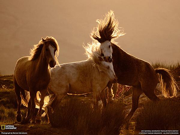 110701-Horses, Wales.jpg