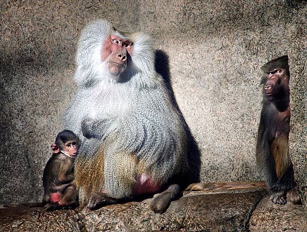 110706-Baboons, Prospect Park Zoo.jpg