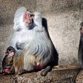 110706-Baboons, Prospect Park Zoo.jpg