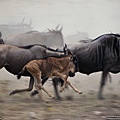 110707-Wildebeest, Serengeti.jpg