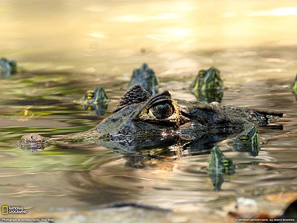 110711-Caiman and Turtles, Guatemala.jpg