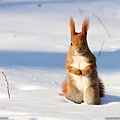 110219-Red Squirrel, Poland.jpg