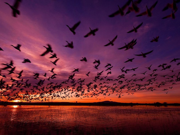 110126-Bosque del Apache National Wildlife Refuge, New Mexico.jpg