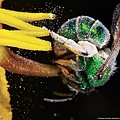 110326-Sweat Bee, Arizona.jpg