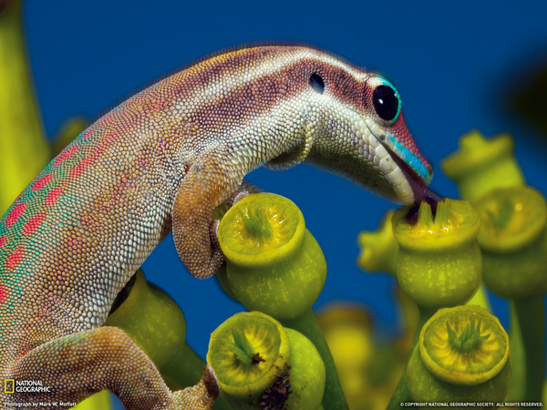 110311-Ornate Day Gecko, Mauritius.jpg