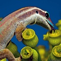 110311-Ornate Day Gecko, Mauritius.jpg