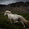 110208-Horse.jpg