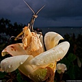 110426-Praying Mantis, Panama.jpg