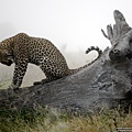 110606-Leopard, South Africa.jpg