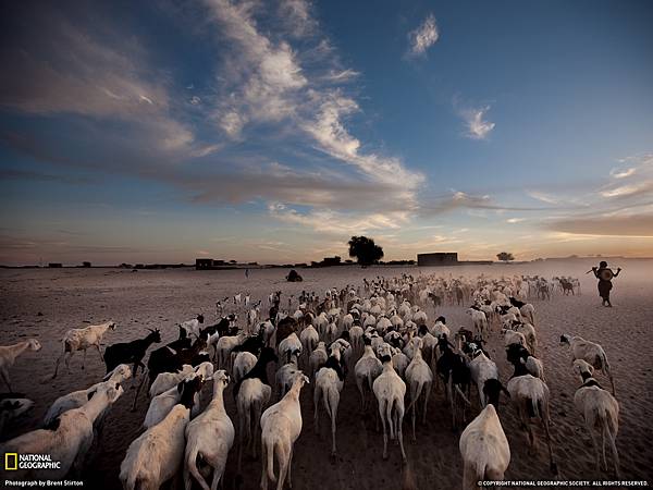 110328-Sheep and Goats, Timbuktu.jpg