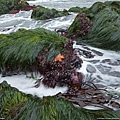 110518-Bodega Head, California.jpg