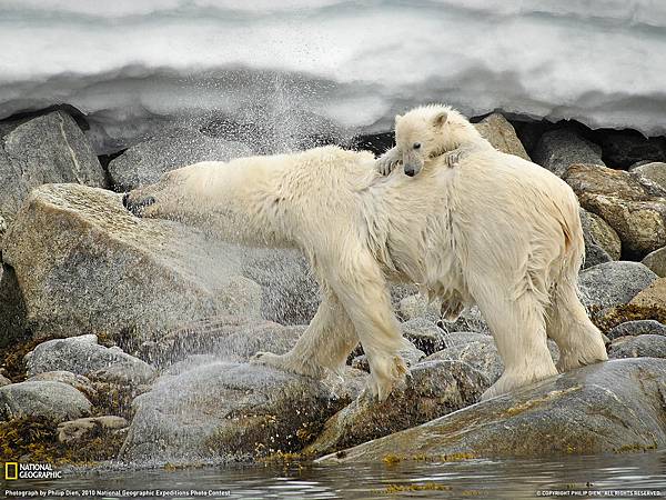 110410-Polar Bear and Cub, Svalbard.jpg