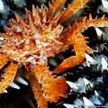 110201-Alaska King Crab.jpg