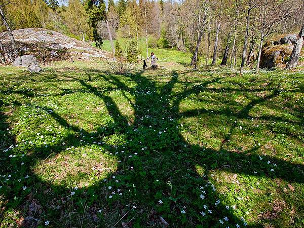 110425-Oak Tree, Sweden.jpg