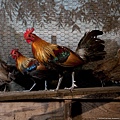 110225-Red Jungle Fowl.jpg