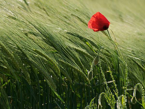 110408-Poppy in Field, Geneva.jpg